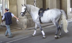 Scuola di equitazione spagnola di Vienna